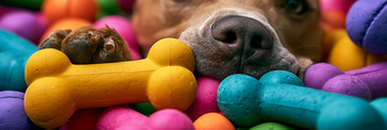 10 Best Chews