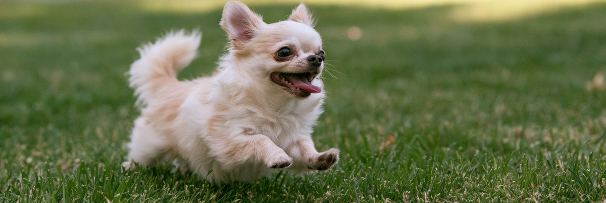 Chihuahua Life Span