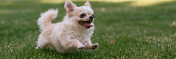 Chihuahua Life Span