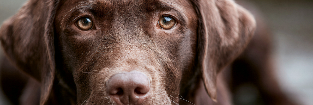 Chocolate Lab Life Span