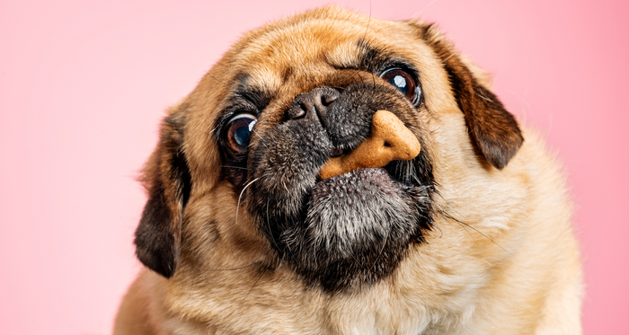 Itchy Skin in Dogs: Causes and Treatments