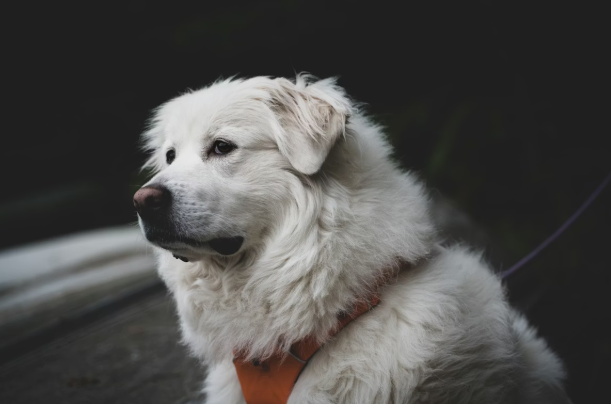 Can You Reverse Arthritis in Dogs Naturally?