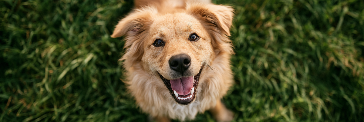 Chow Retriever Mix Life Span