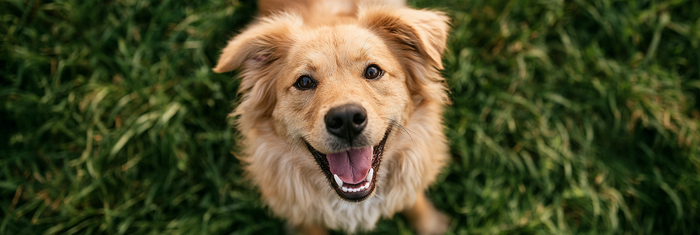 Chow Retriever Mix Life Span