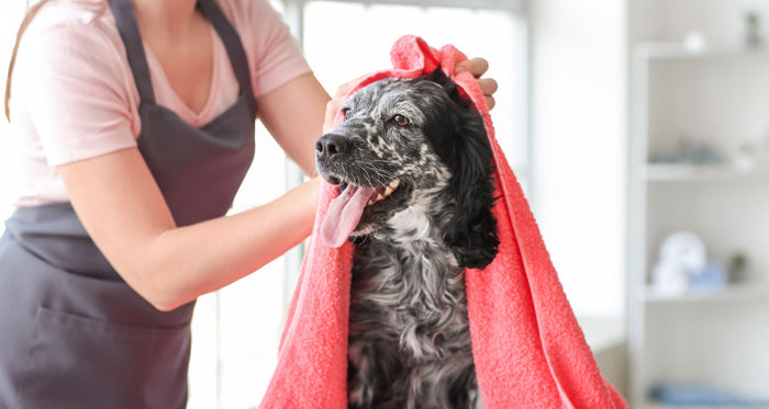 Natural Cleaning Tips for Dogs with Skin Conditions