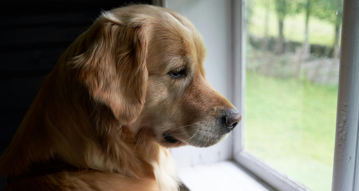 CBD for Dogs After Injury: Natural Pain Relief and Daily Support