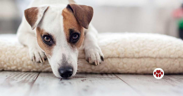 Some household items are poisonous to dogs