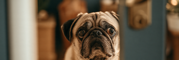 Can Changes at Home Cause Dog Anxiety?