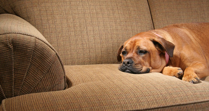 constipation can cause dogs a lot of discomfort