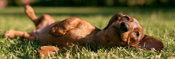 Dachshund Life Span