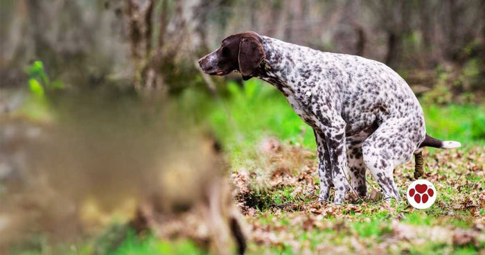 Causes and treatments for dog black poop