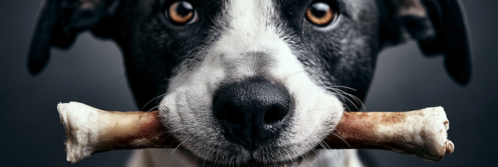 10 Best Dental Chews