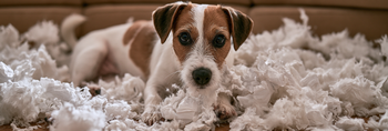 15 Signs Your Dog May Be Anxious