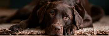 Can Anxiety Cause Diarrhea in Dogs?