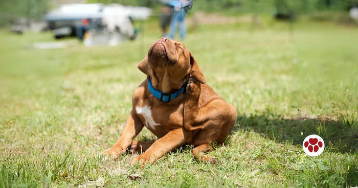 DIY home remedies that works for itchy dogs