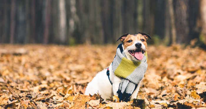 Do dogs have cannabinoid receptors