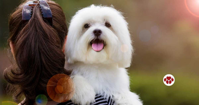 Benefits of probiotics in dogs