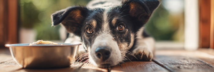 Can Dogs Eat Fish?
