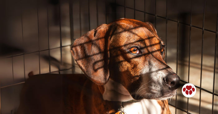 dog crate anxiety