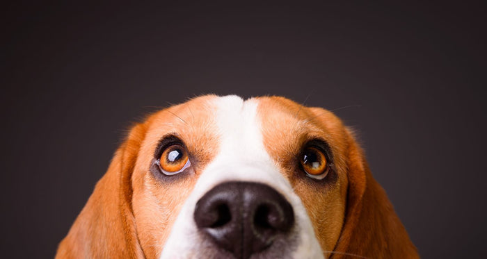 Dog eye discharge home remedy