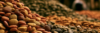 10 Best Dog Foods