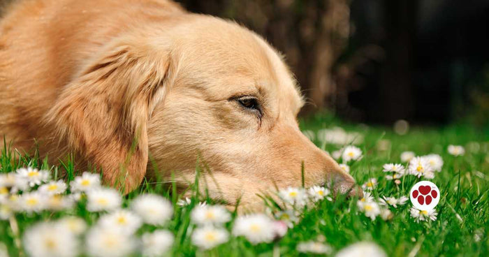 A dog with pancreatic problems needs food supplement