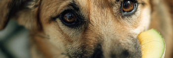 Can Dogs Eat Honeydew?