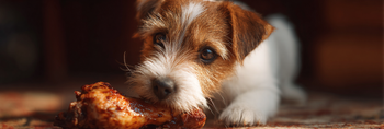 Can Dogs Eat Chicken?