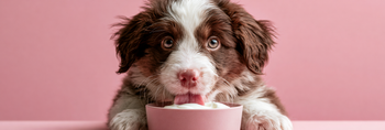 10 Best Foods to Support Your Dog’s Gut