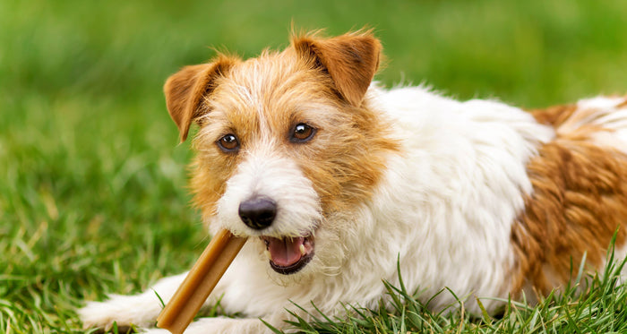 How to Use CBD for Dog Separation Anxiety