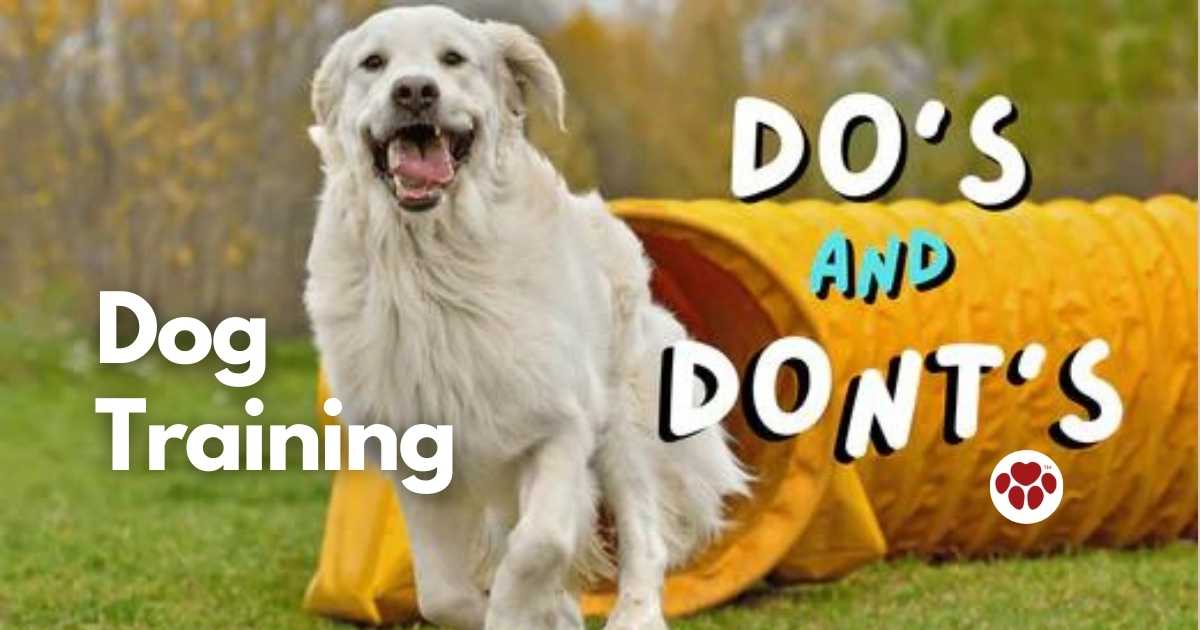 Tips in Training a Dog