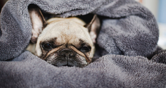 Dog yeast infection home remedy