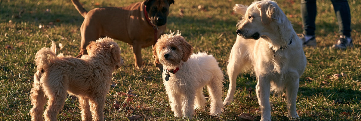 Why Is My Dog Afraid of Other Dogs? Vet Explains