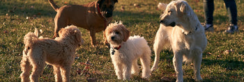 Why Is My Dog Afraid of Other Dogs? Vet Explains