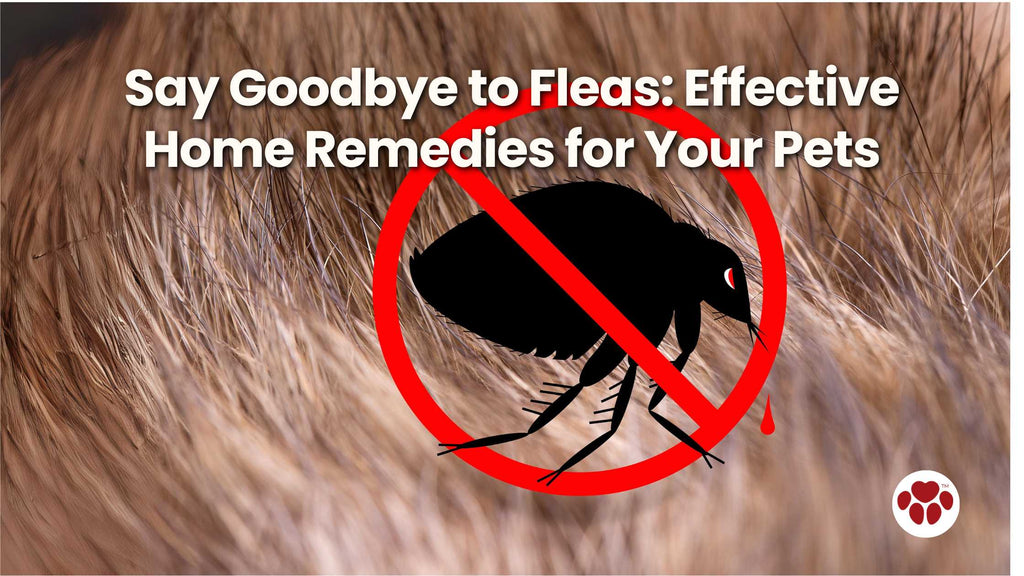 Say Goodbye to Fleas: Effective Home Remedies for Your Pets