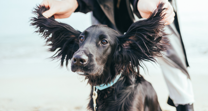 How to Treat and Prevent Dog Ear Infections