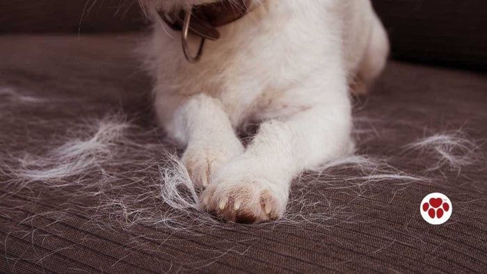 Home remedies for hair loss in dogs