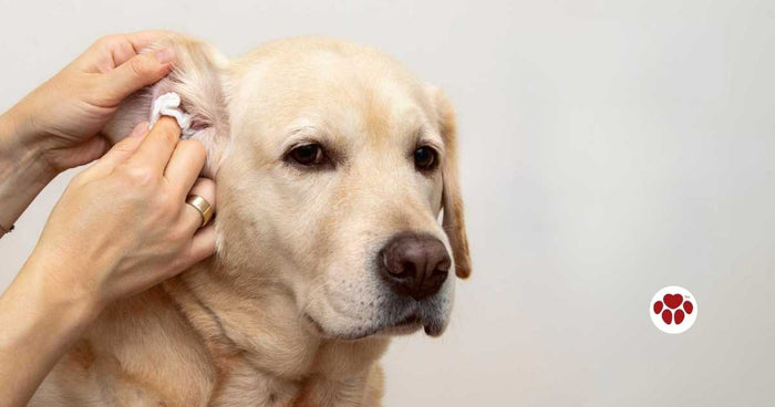 Home remedies to get of ear mites in dogs