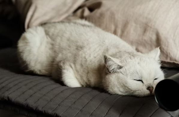 Natural Anxiety Relief for Cats: Effective Ways to Support Emotional Balance