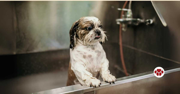Essential grooming tips for dogs