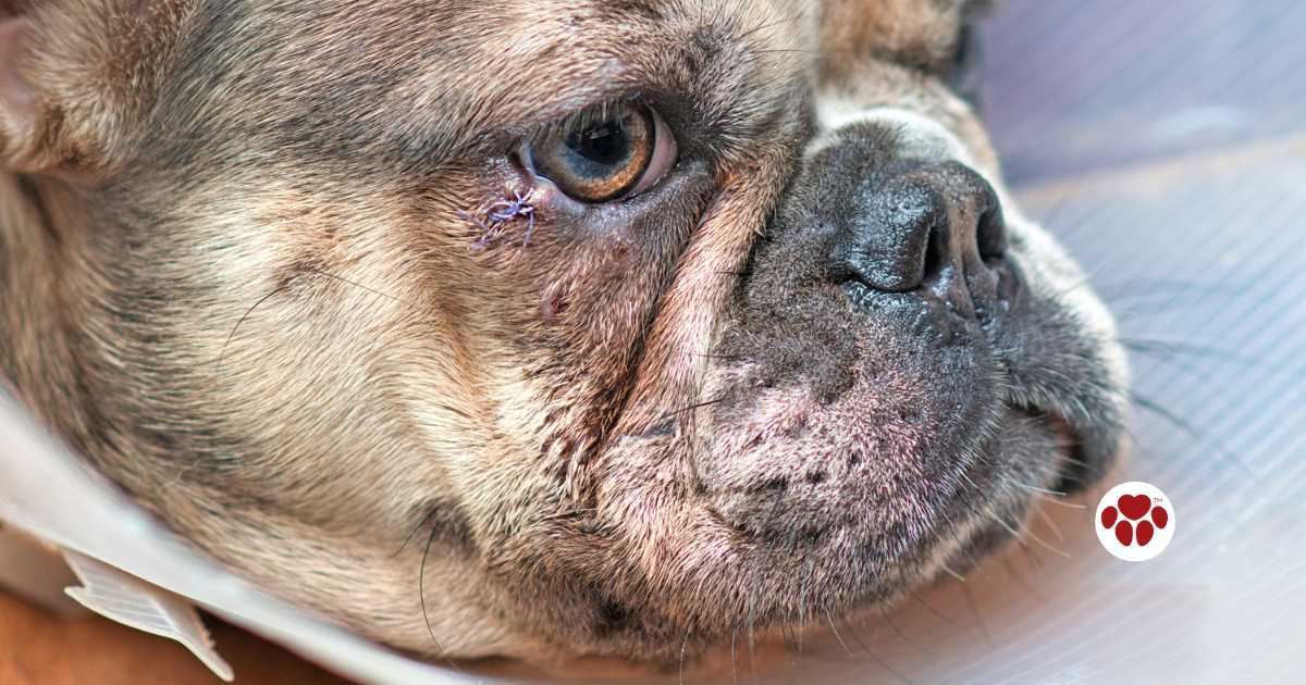 Dog Eye Styes Causes & Remedies | Paw Origins