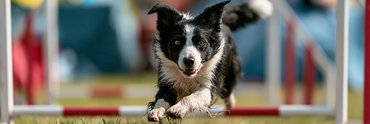 Does Exercise Reduce Anxiety in Dogs?