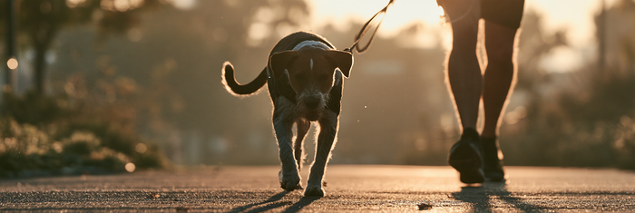 Can Too Much Exercise Make an Anxious Dog Worse?