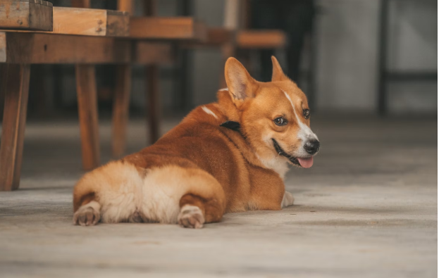 Can a Dog Overdose on CBD?
