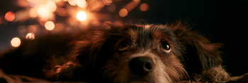 Noise Anxiety in Dogs