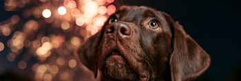Firework Anxiety in Dogs