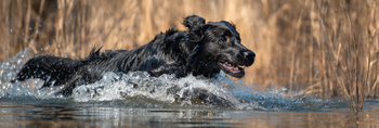 Flat-coated retriever Life Span