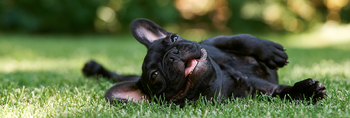 French Bulldog Life Span