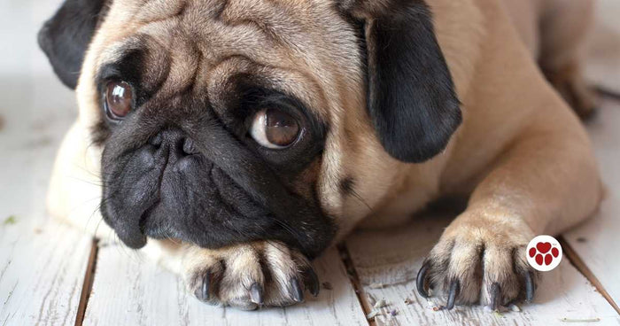 GDV is Deadly and Fatal for Dogs