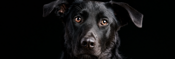 German Shepherd Lab Mix Lifespan